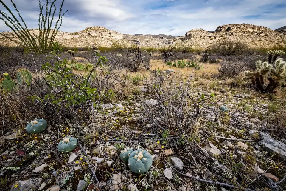 Thorny desert scrub and limestone hills where peyote grows in the wild.